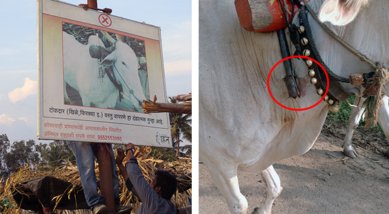 The image on the left shows one of the signs hung at a sugarcane factory, and the image on the right shows a torture device on a bullock forced to haul sugarcane.