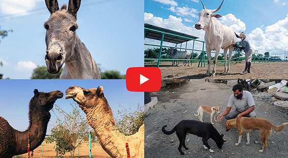 Watch Animal Rahat’s video about the ways in which it helped animals in 2021.