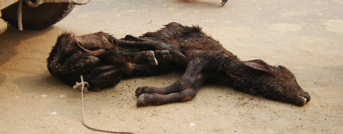 Cows and calves abused in the leather trade endure enormous suffering.