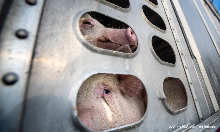 Pigs in a truck