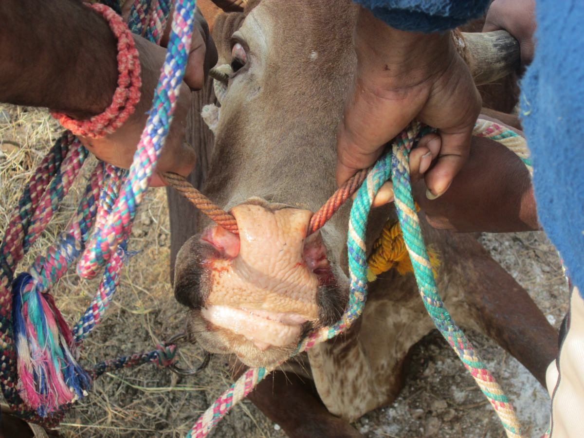 Optimized peta india jallikattu 2014 bullocks cruelty 135 mini