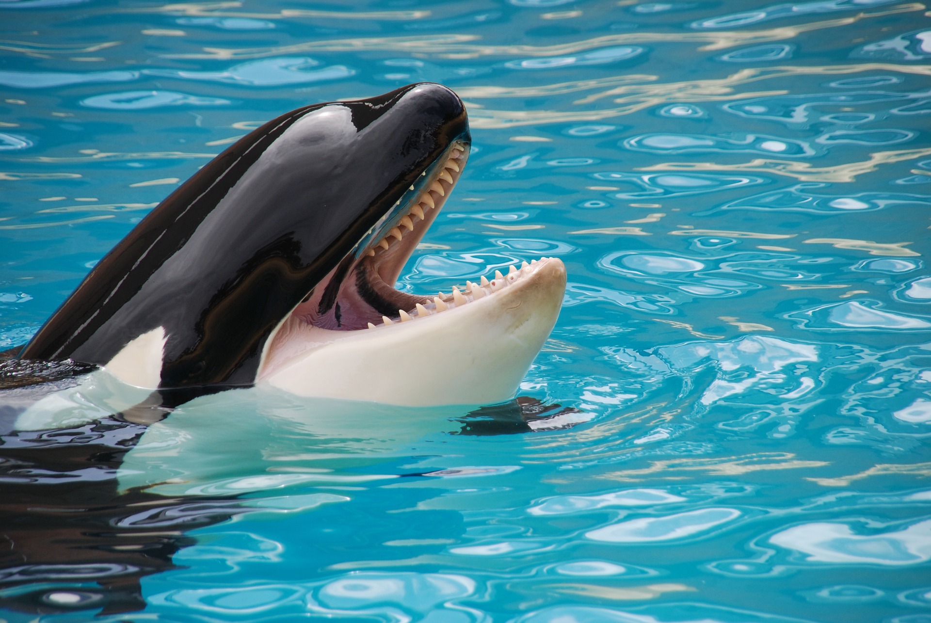 Orca in captivity