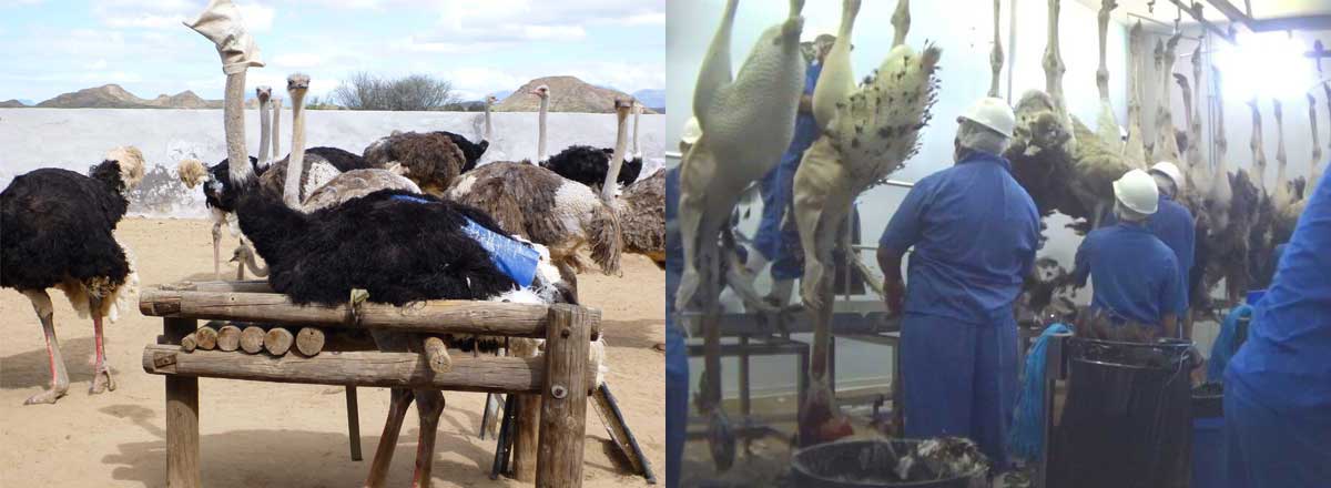 Exposed The Horrors Of The Ostrich Skin Industry Take Action Peta