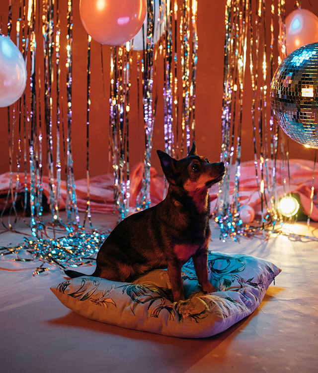 bday doggie