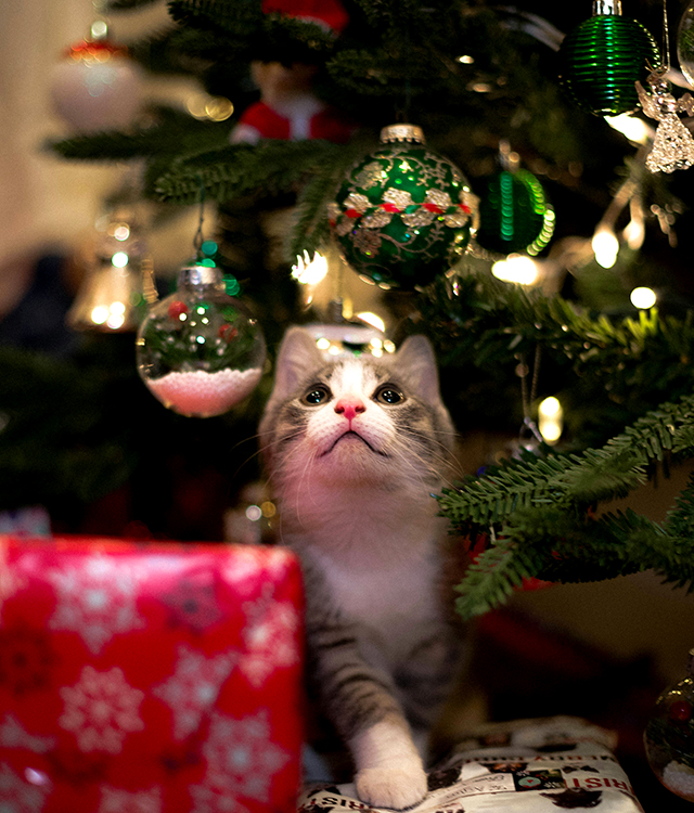 Christmas