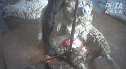 Sheep being abused