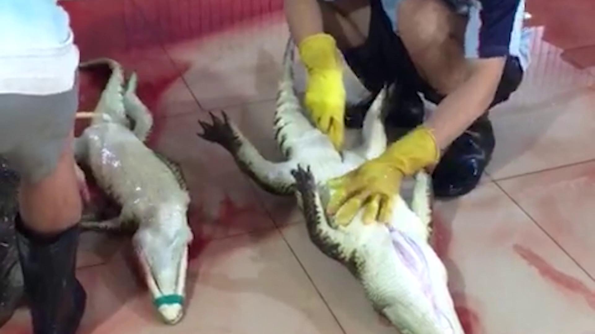 PETA on X: Retailer @LouisVuitton's suppliers keep crocodiles in