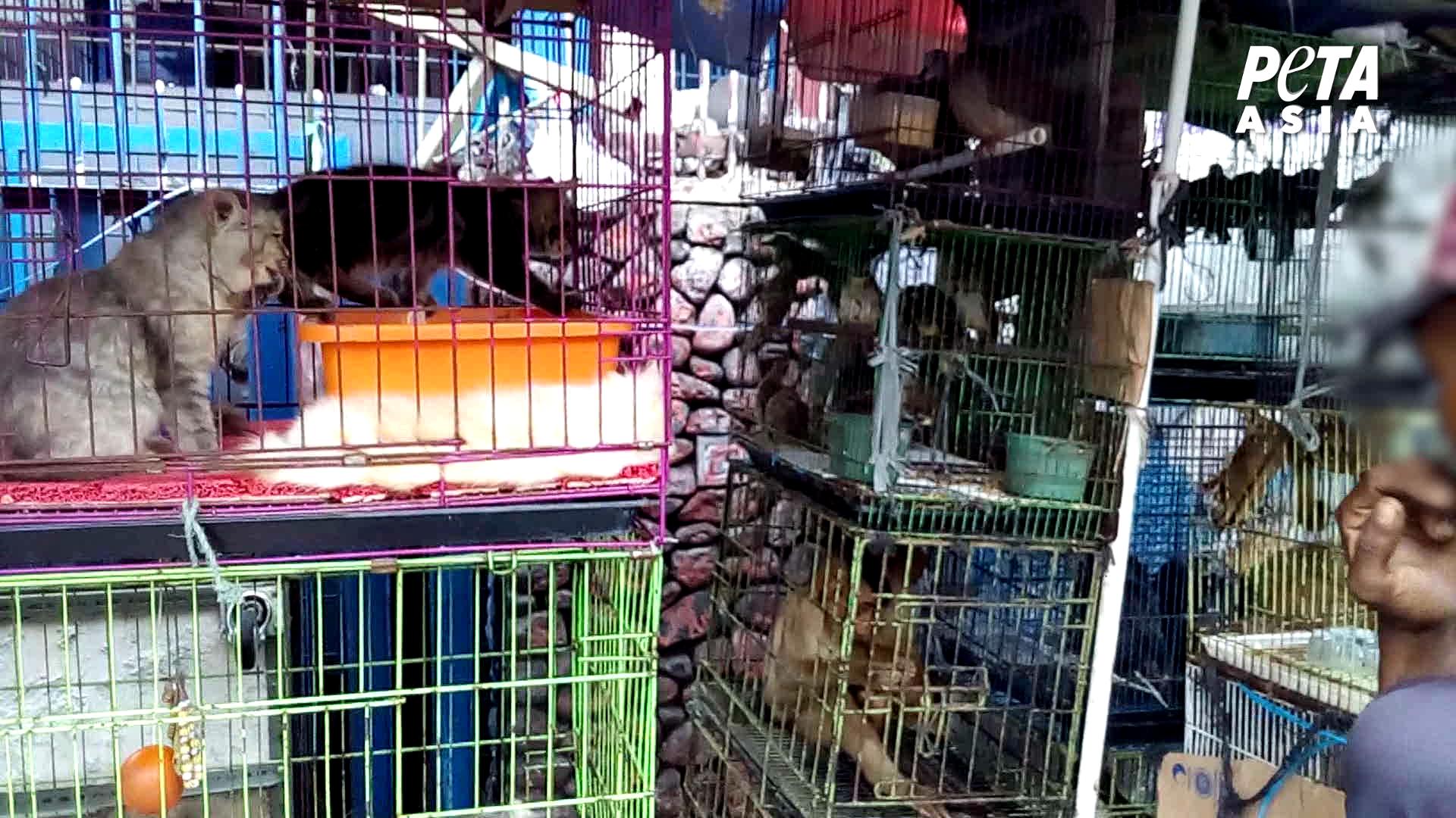 Animals next to each other at live animal market