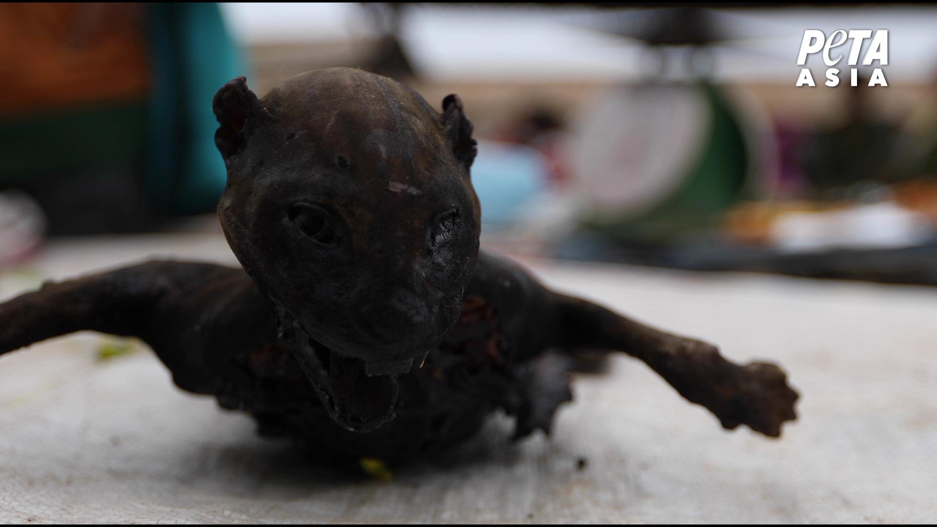 Civet cat sold for food at live animal market