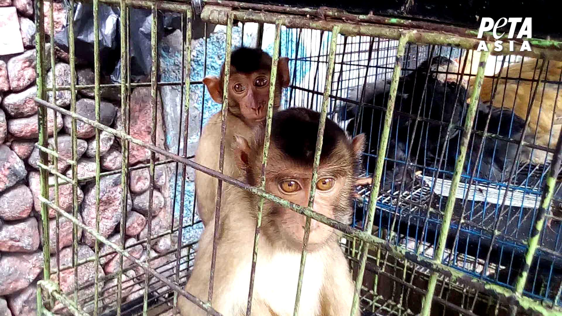 Monkeys at live animal market