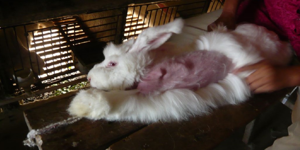 The Agony Behind Angora Wool | People 