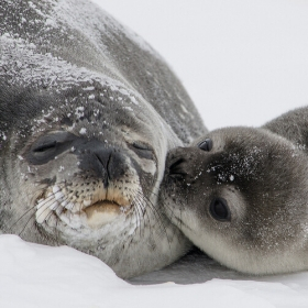 Seals_PETAPresents