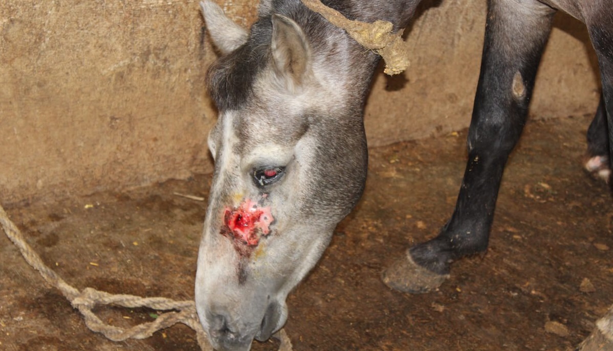 Urge India to Close Facilities That Drain Blood From Horses and Donkeys | People  for the Ethical Treatment of Animals