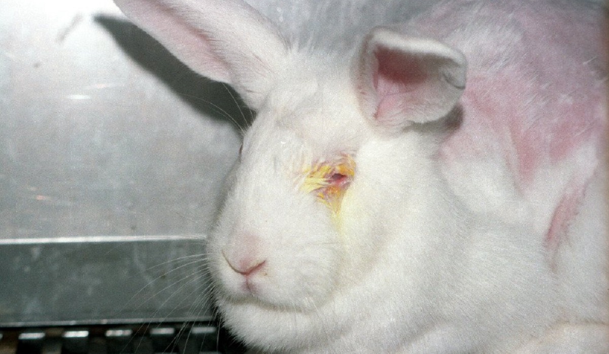 Don't Let Cosmetics Tests on Animals Sneak in Through the ...