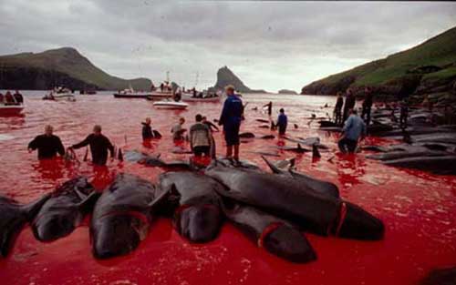WIL_Faroe+whale+slaughter_NC_AJones.jpg