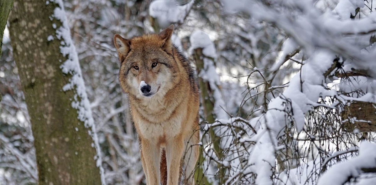 Wild wolf
