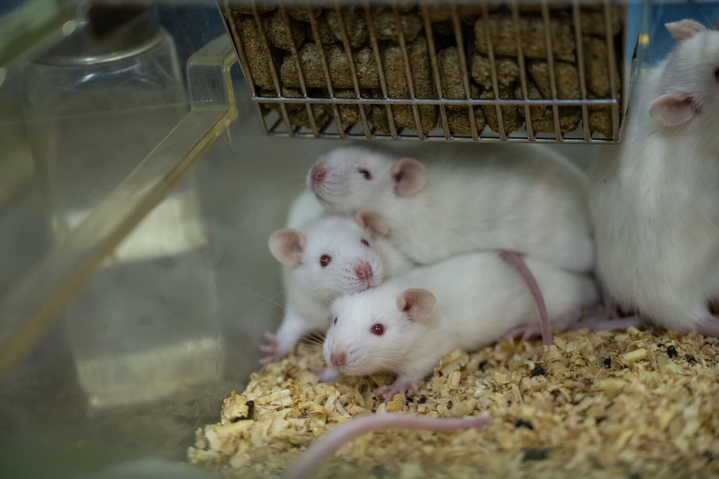 Sign Our Open Letter to Prevent Cruel Chemical Animal Experiments