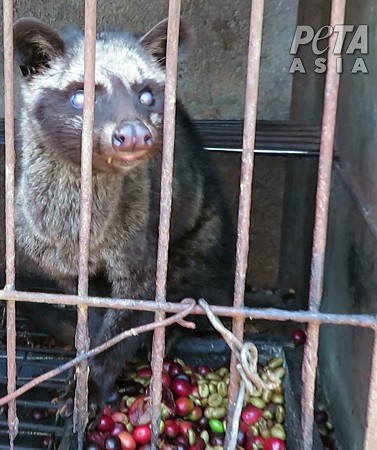 A civet cat.