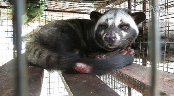 A civet cat in a cage.