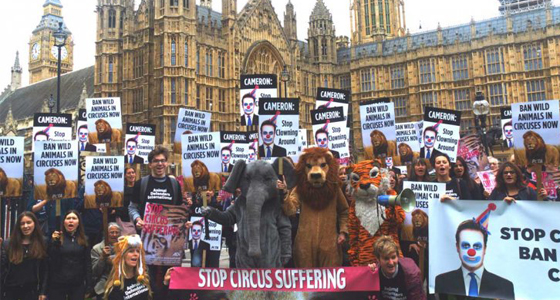 Finally! Government Introduces Bill to Ban Use of Wild Animals in Circuses in England