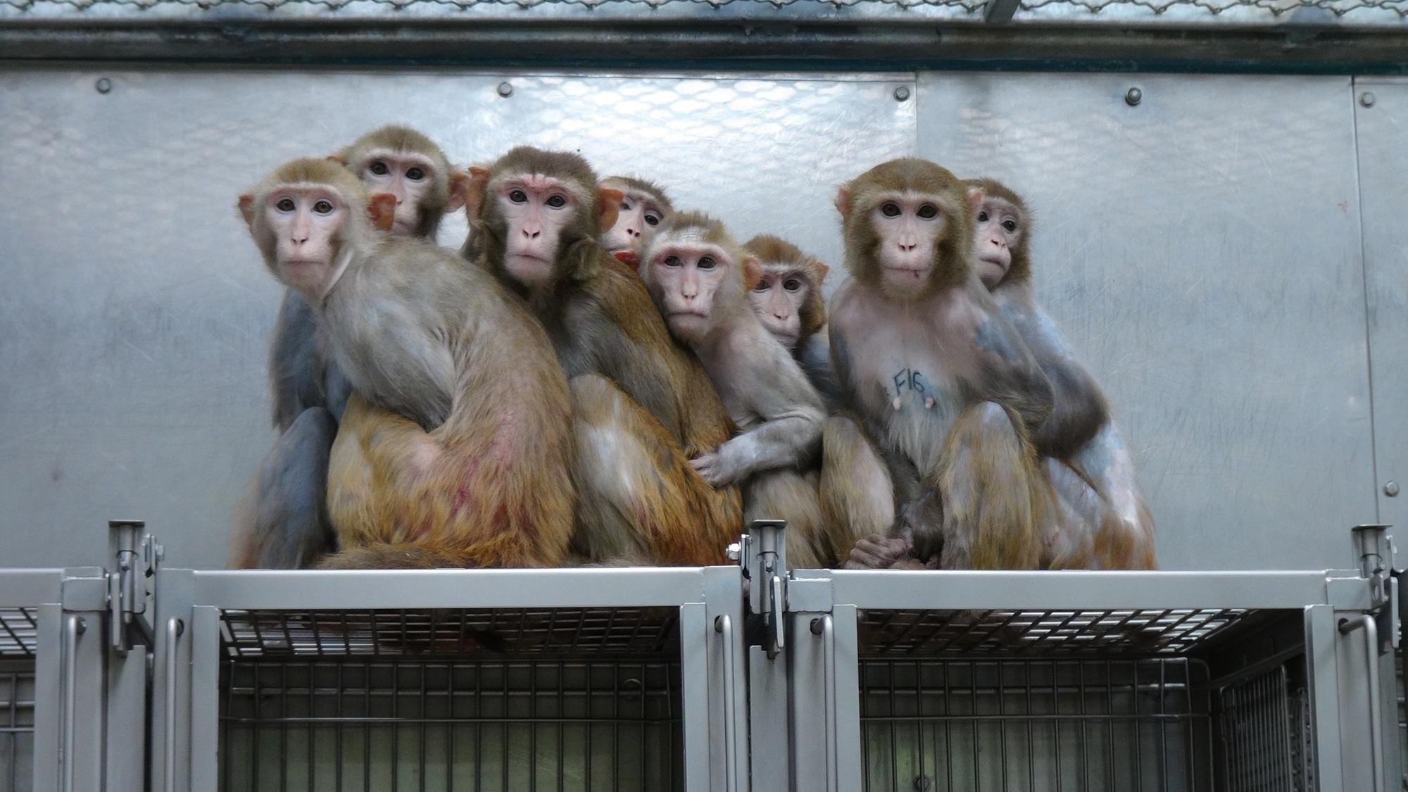 The Government Must End Experiments on Animals – Sign Our Open Letter!