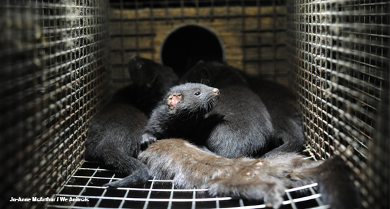 Tell Etsy to Ban Fur From Its Website