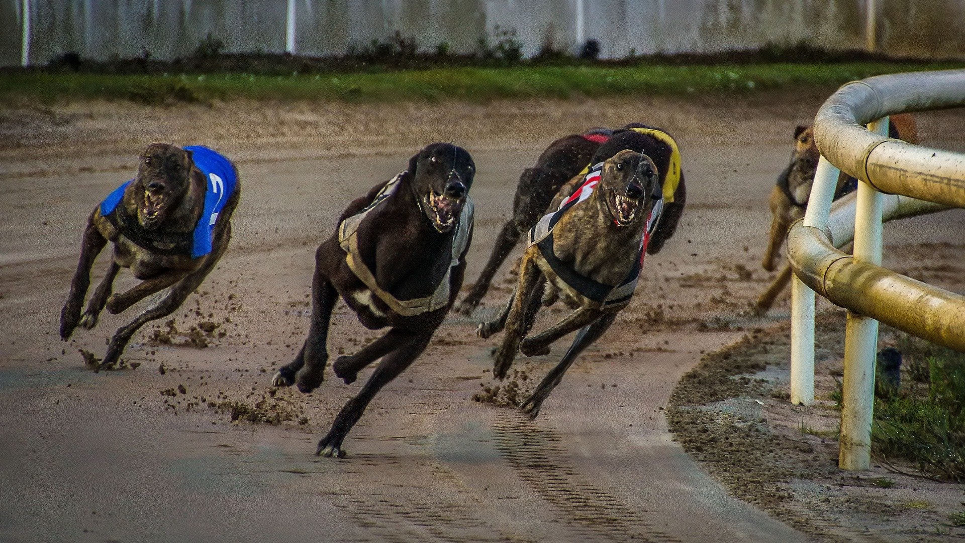 Greyhounds racing.
