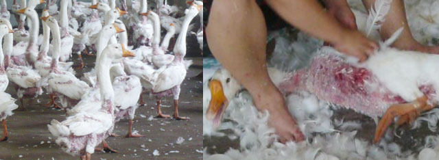 Help end the torture of geese.