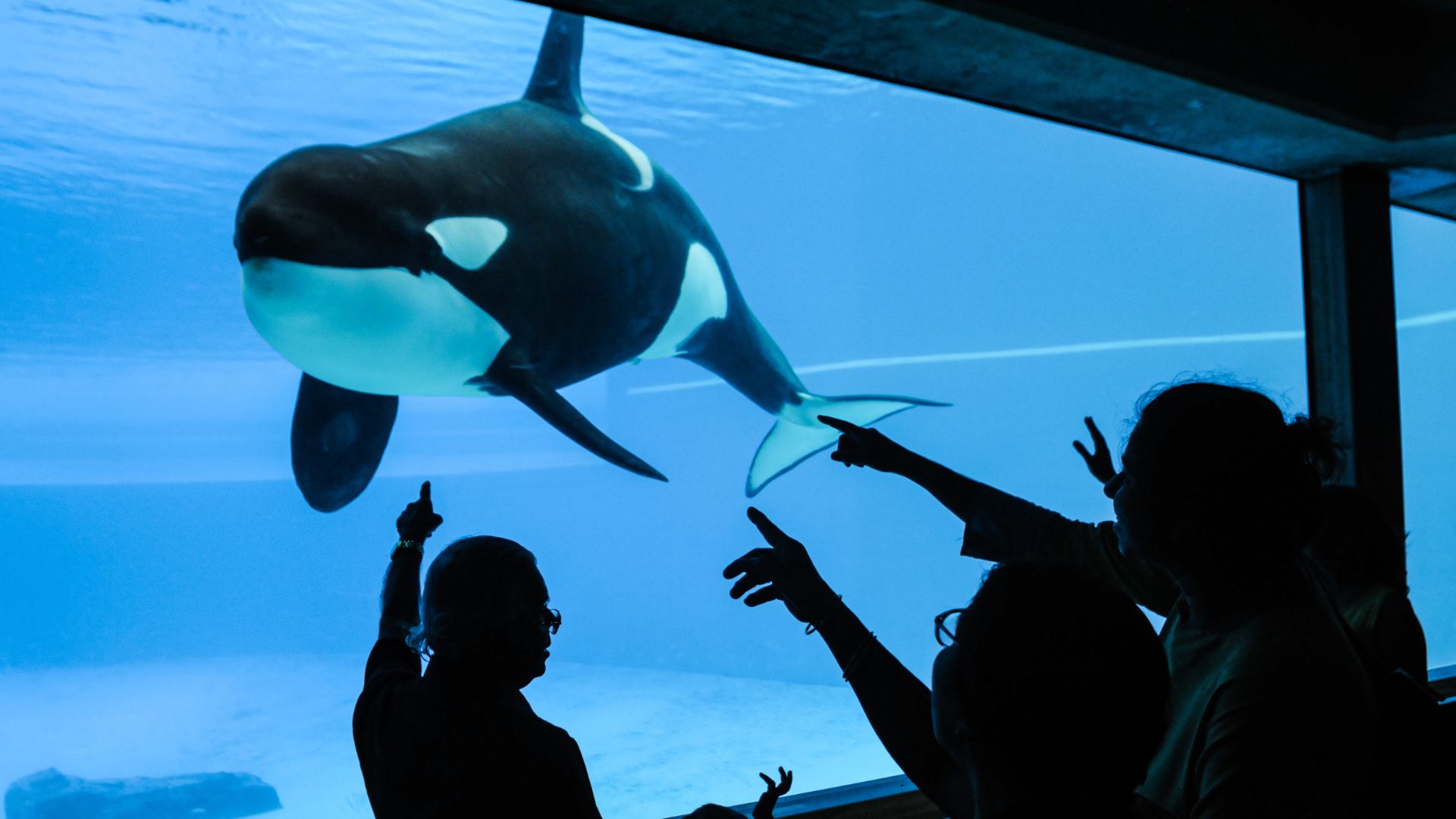 Tell These Travel Companies to Stop Funding Whale and Dolphin Abuse