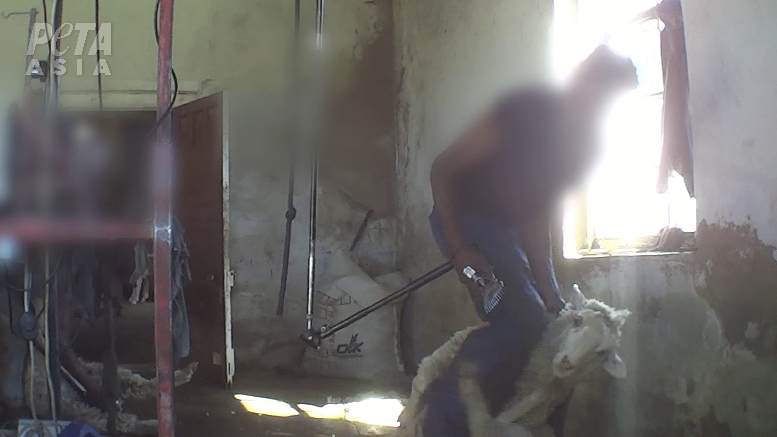 New Investigation Exposes 'Ethical' Wool Tied to H&M