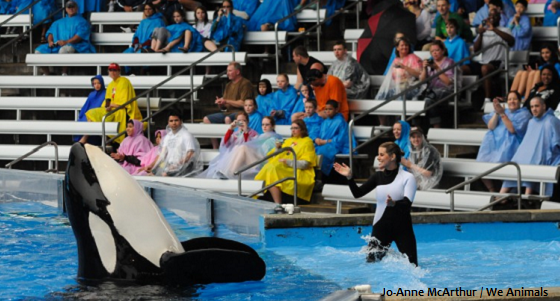 Speak out for chickens