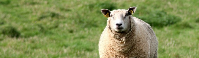 GOED NIEUWS VOOR DIEREN