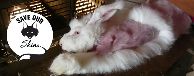 PETA is working to end the suffering of rabbits and other animals – and we need you.