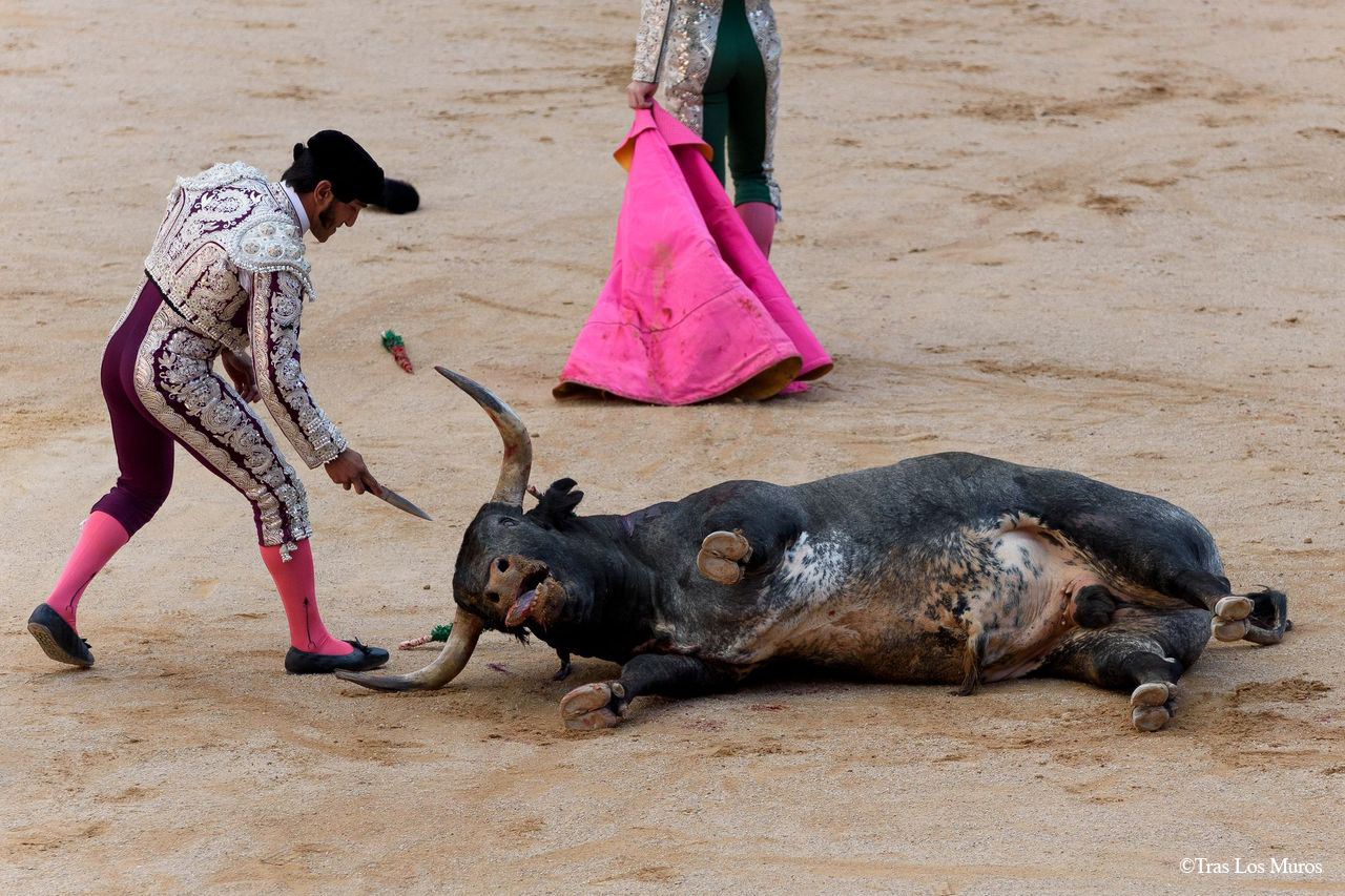 No More Deaths: Call For an End to Bullfights and Bull Runs in