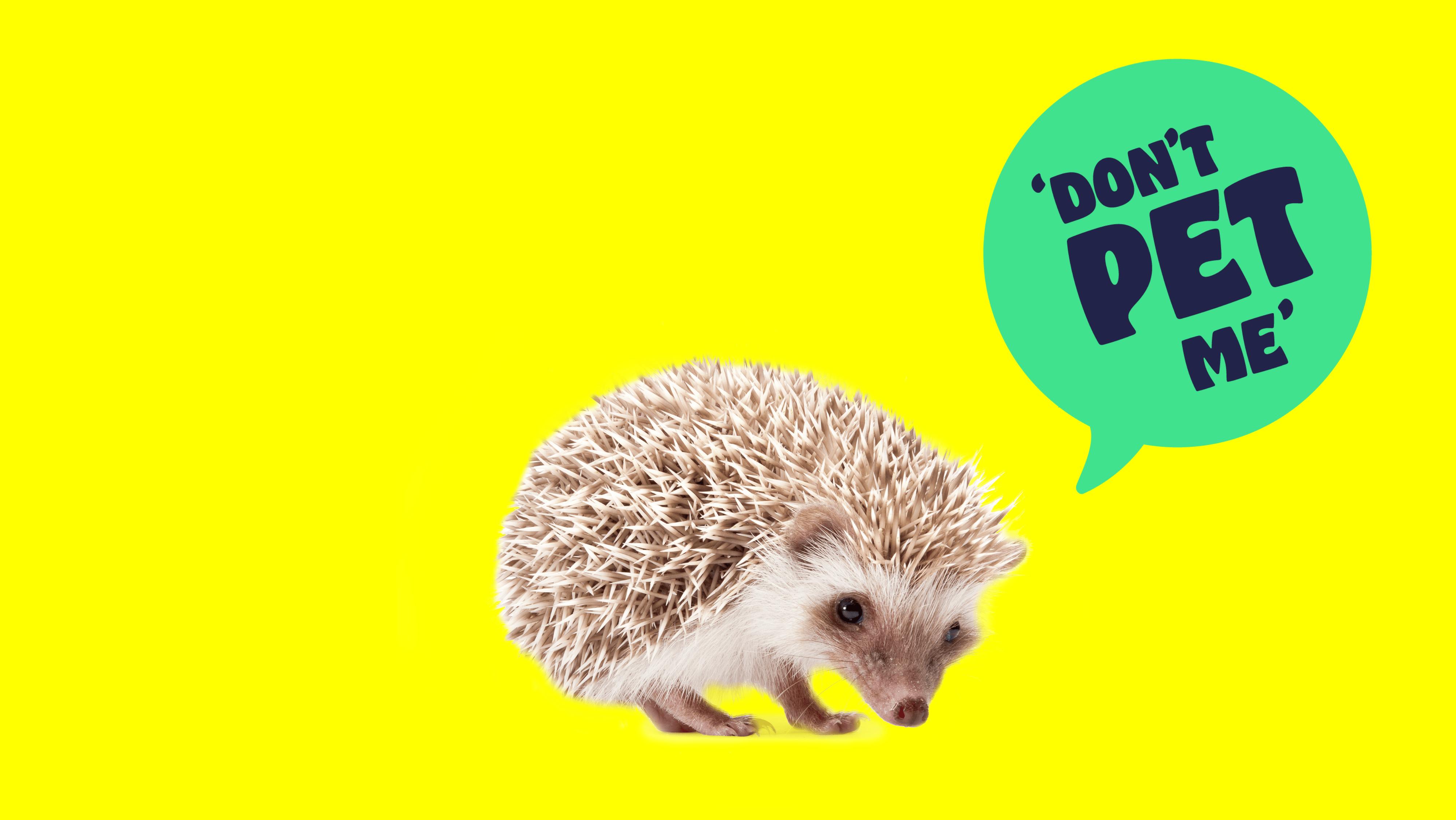 African pygmy hedgehog with speech bubble reading 'Don't pet me'