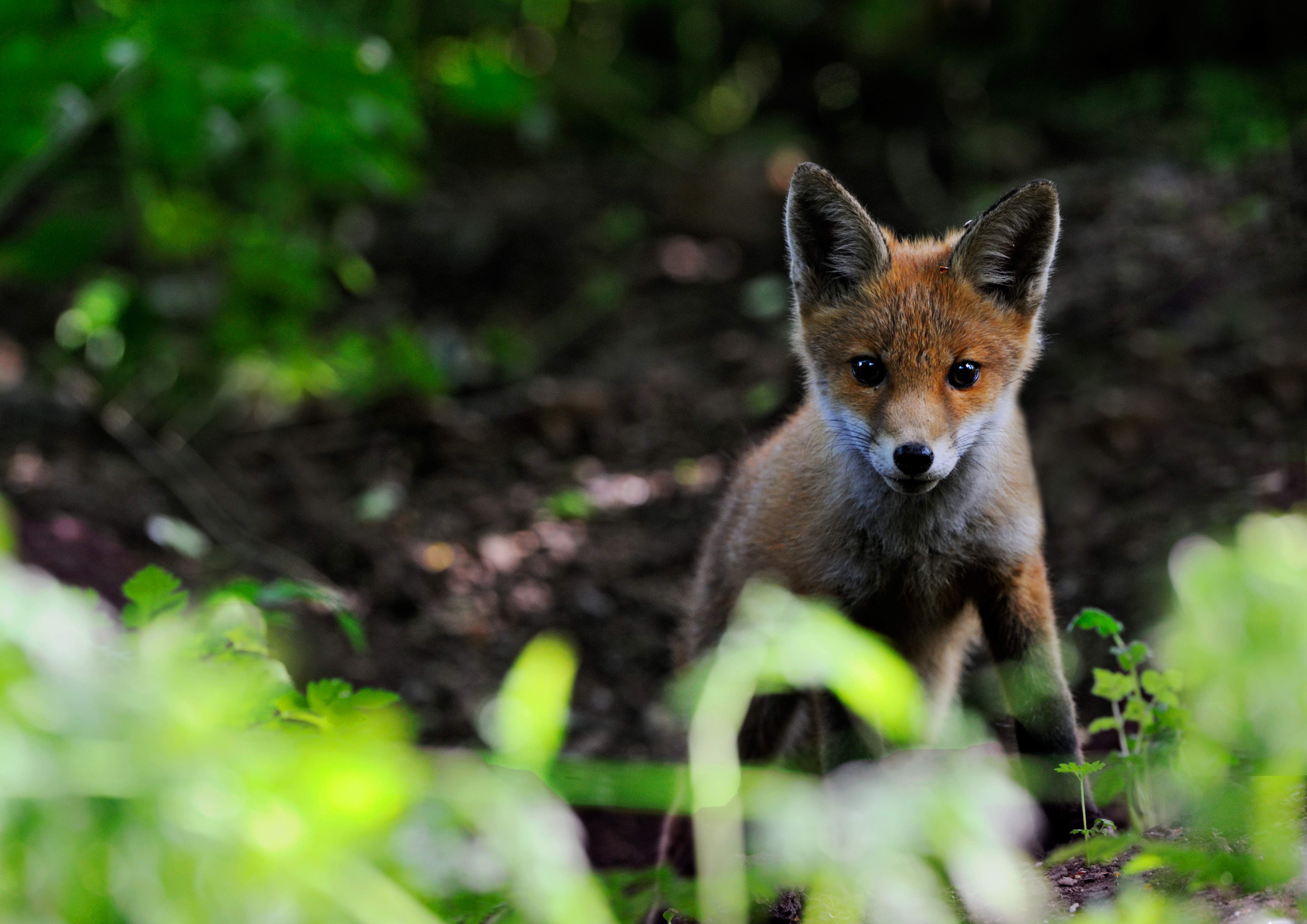 Scotland's wildlife needs you