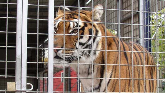banner-circus-tiger.jpg Take action for circus animals