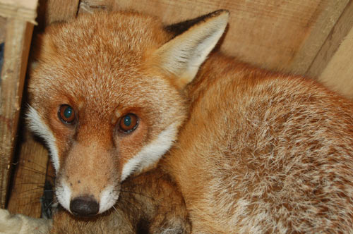 leadhills-fox-500px.jpg Fox at Leadhills