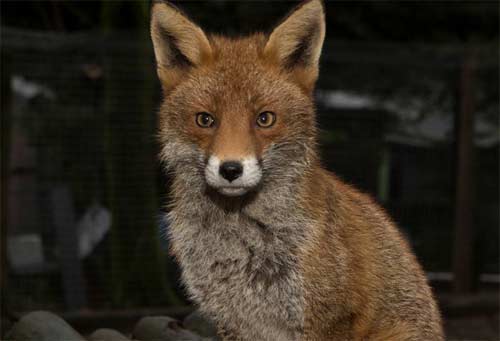 mcdonald-fox-500px.jpg McDonald the fox