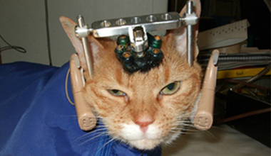 A cat rigged for testing