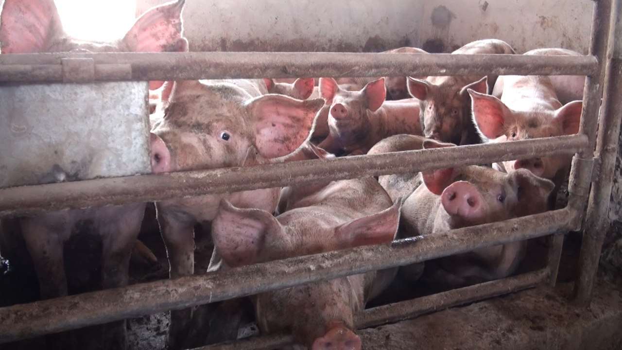 Świnie w intensywnej hodowli